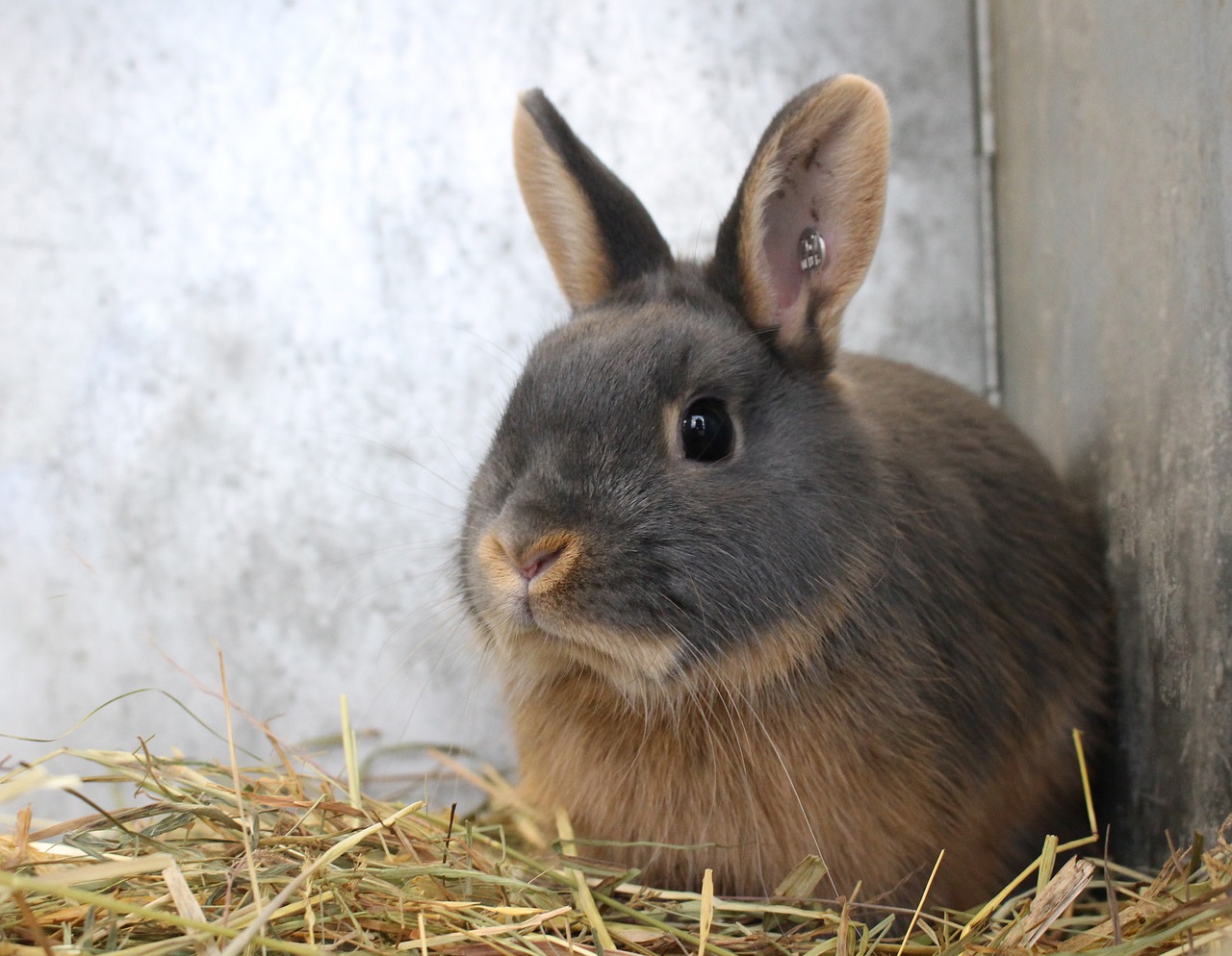 rabbit  hare  cute free photo