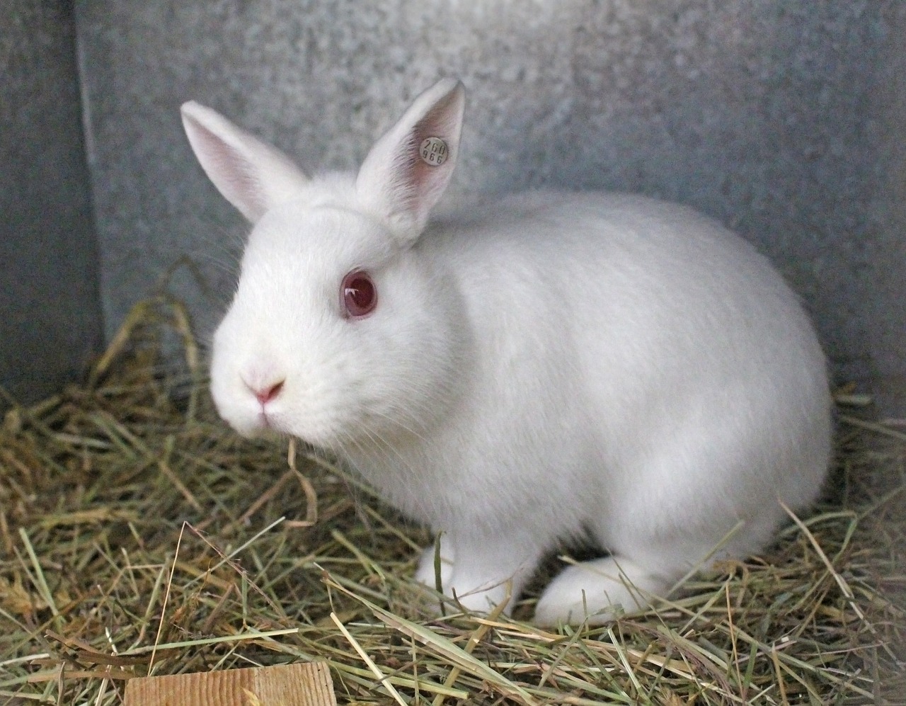rabbit  hare  cute free photo