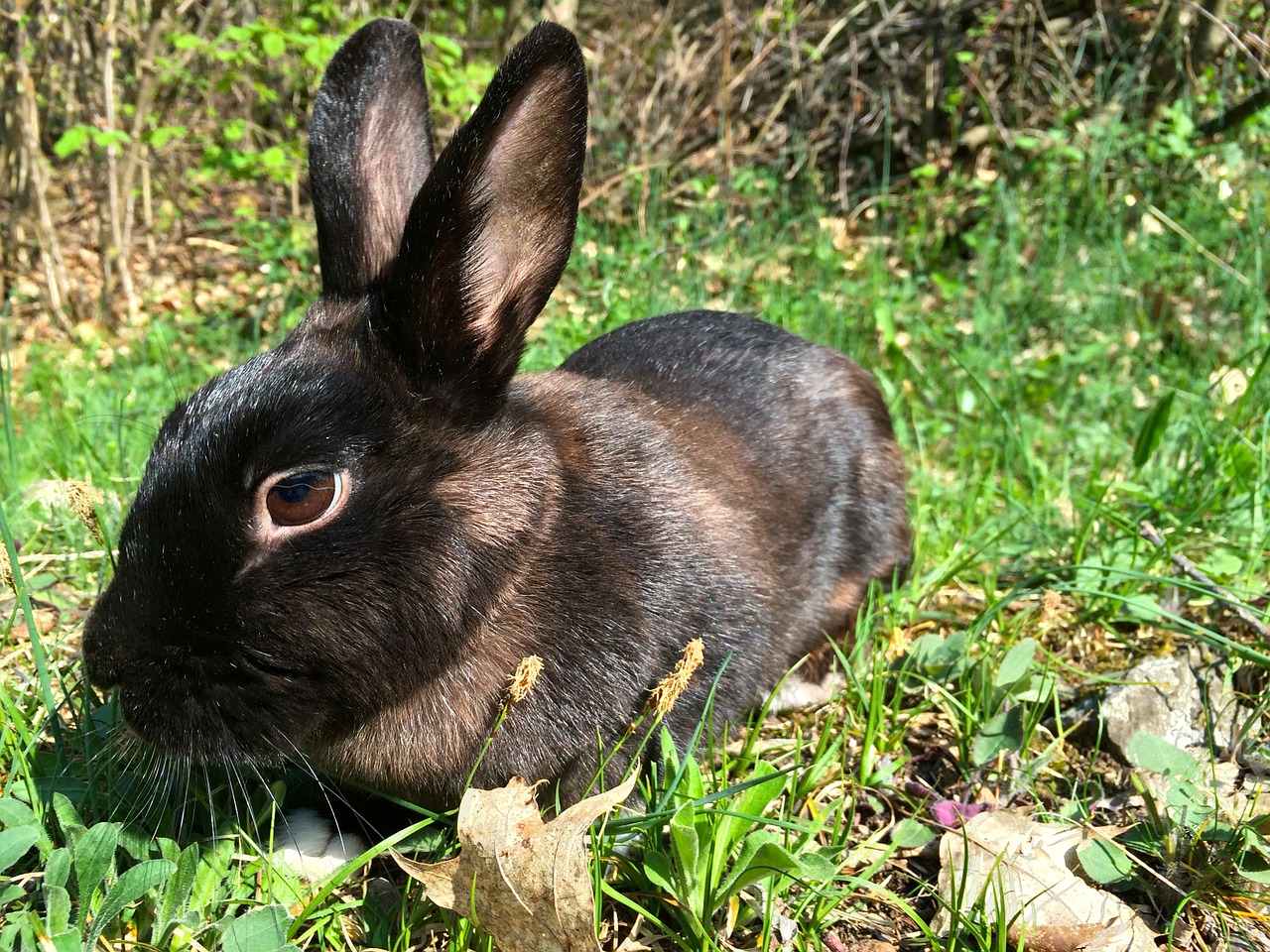 rabbit bunny nero free photo