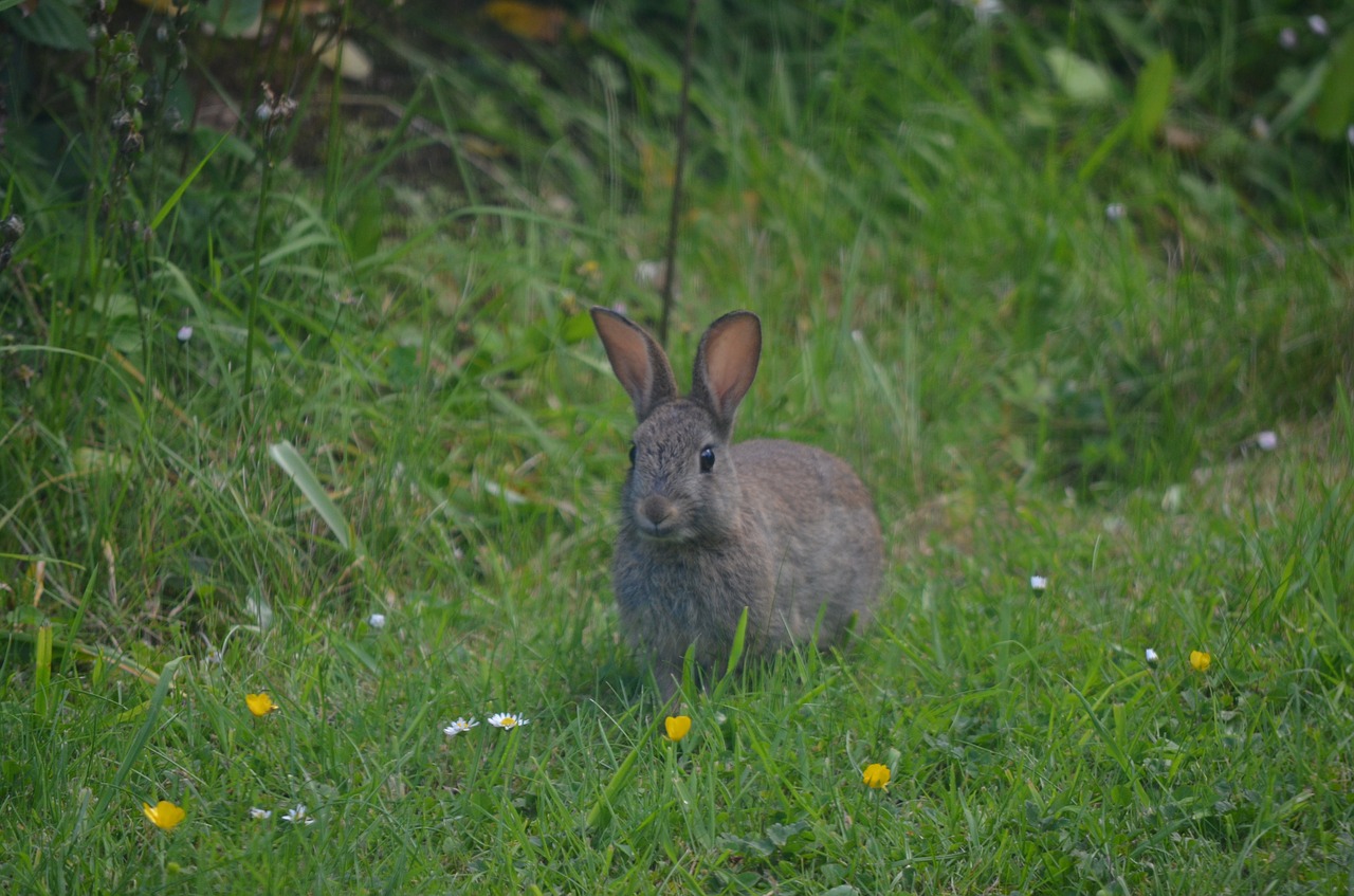 rabbit  cornwall  garden free photo