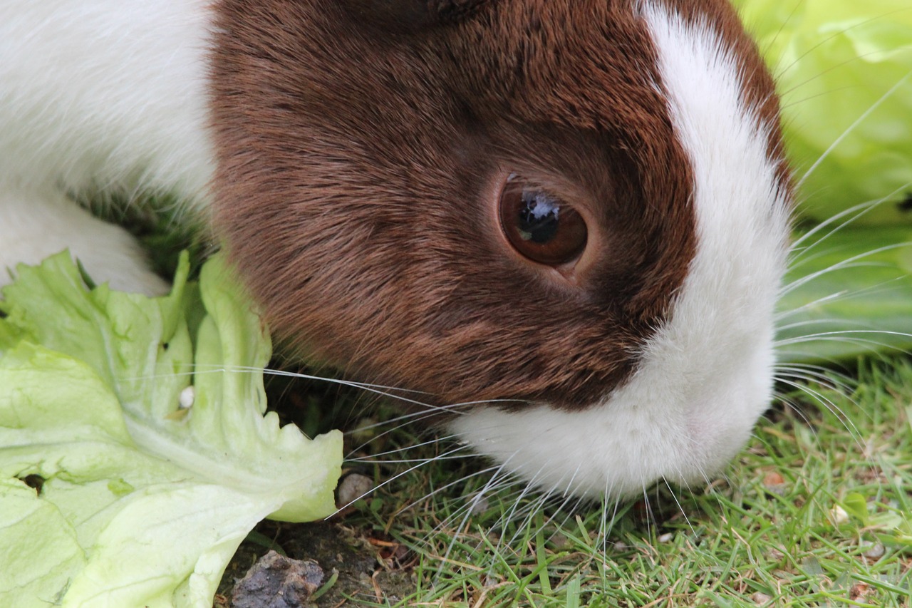 rabbit dwarf rabbit pet free photo