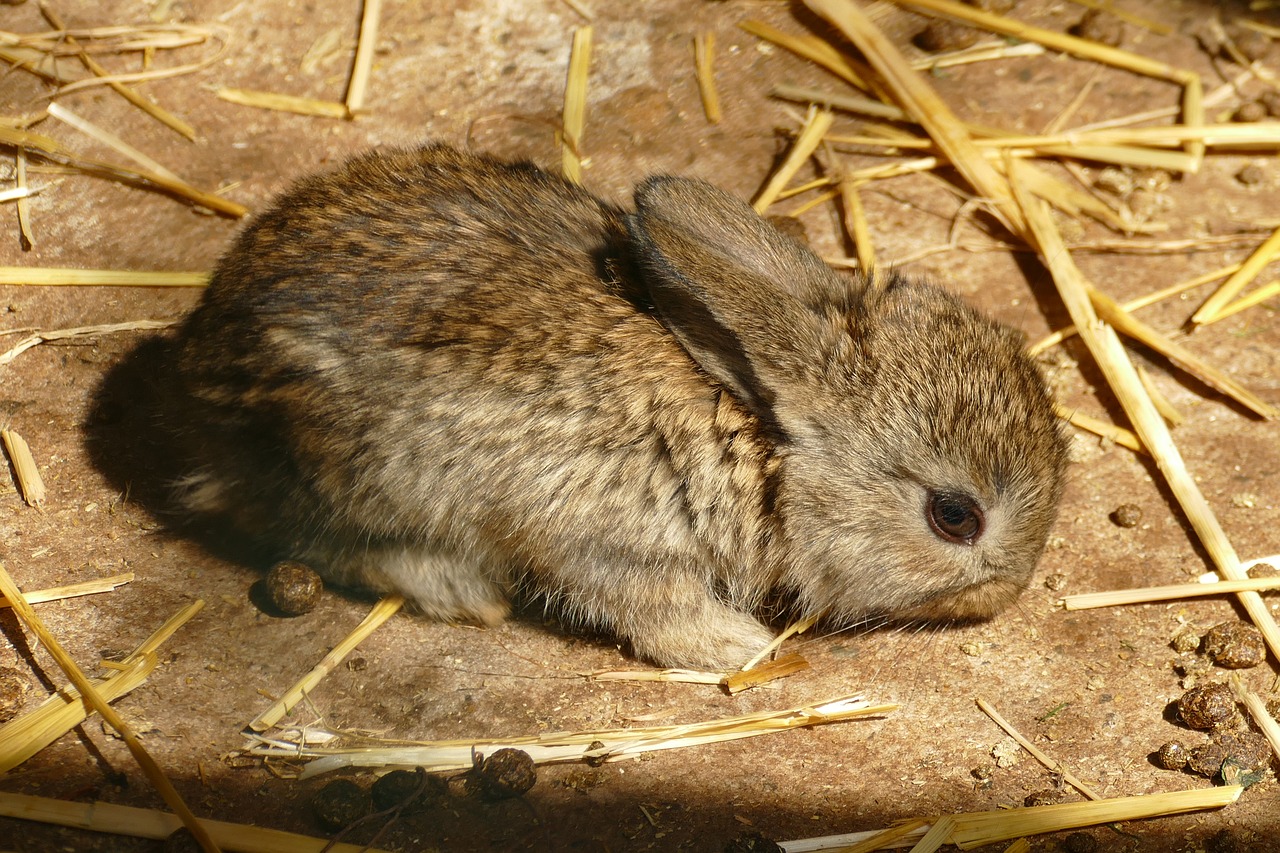 rabbit  young  mammal free photo