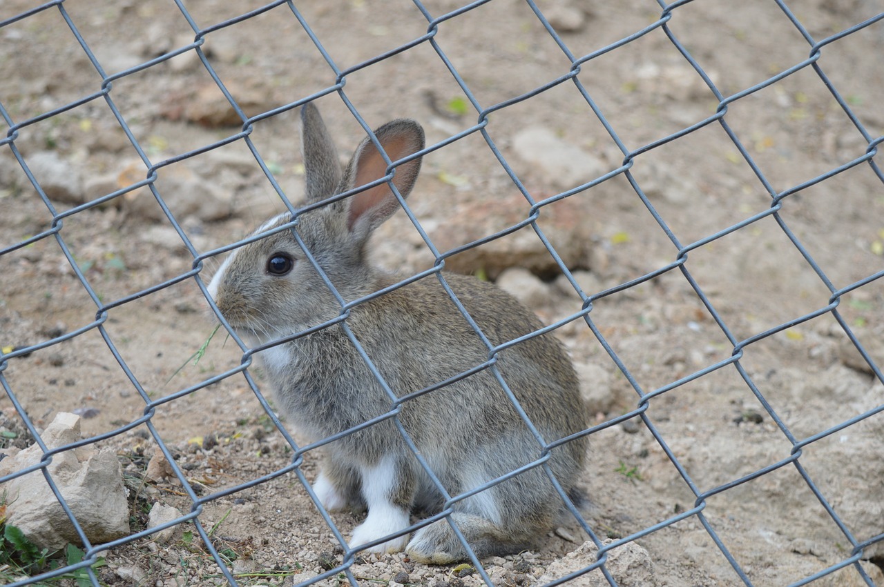 rabbit  wire  cute free photo