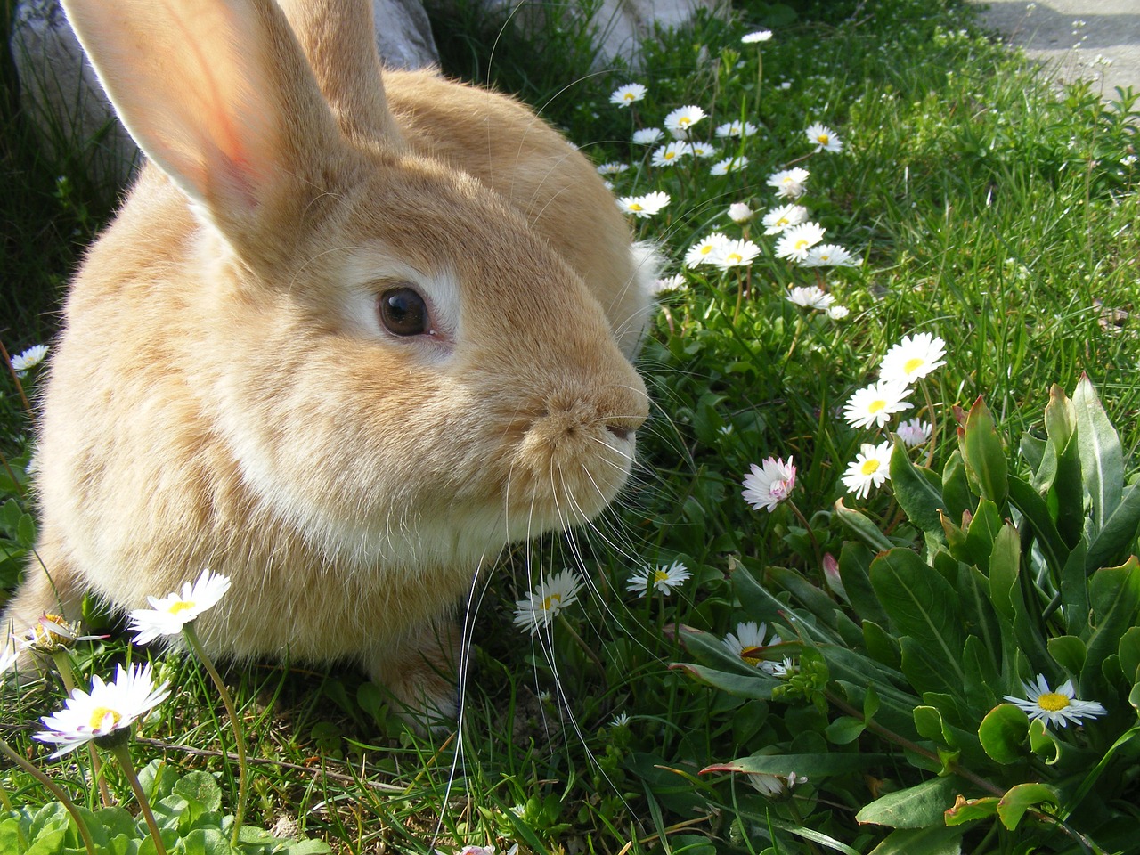 rabbit bunny pets free photo