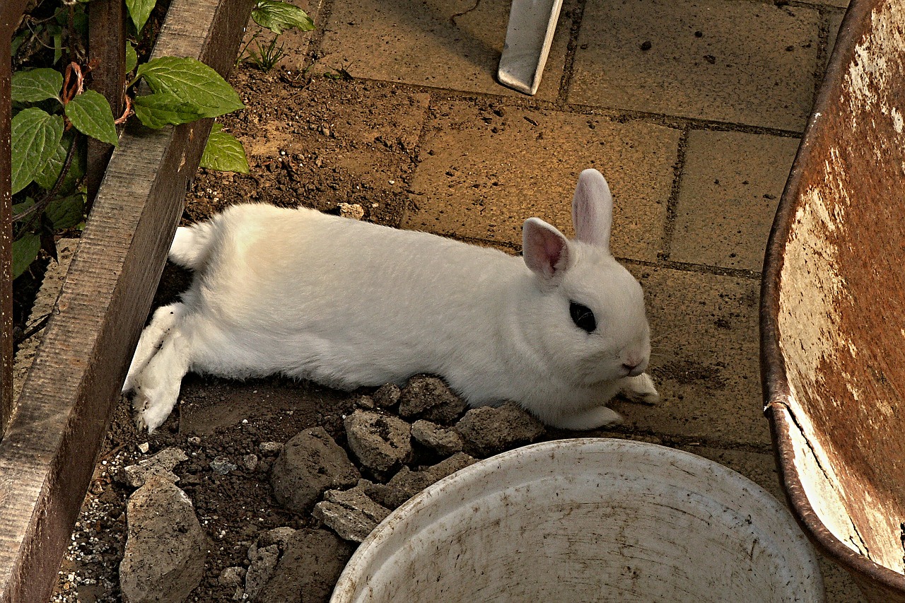 rabbit stunted white free photo