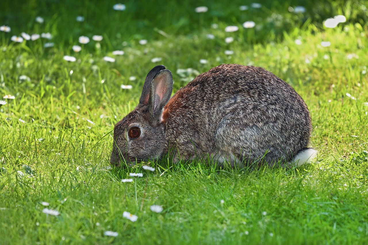 rabbit  animal  mammal free photo