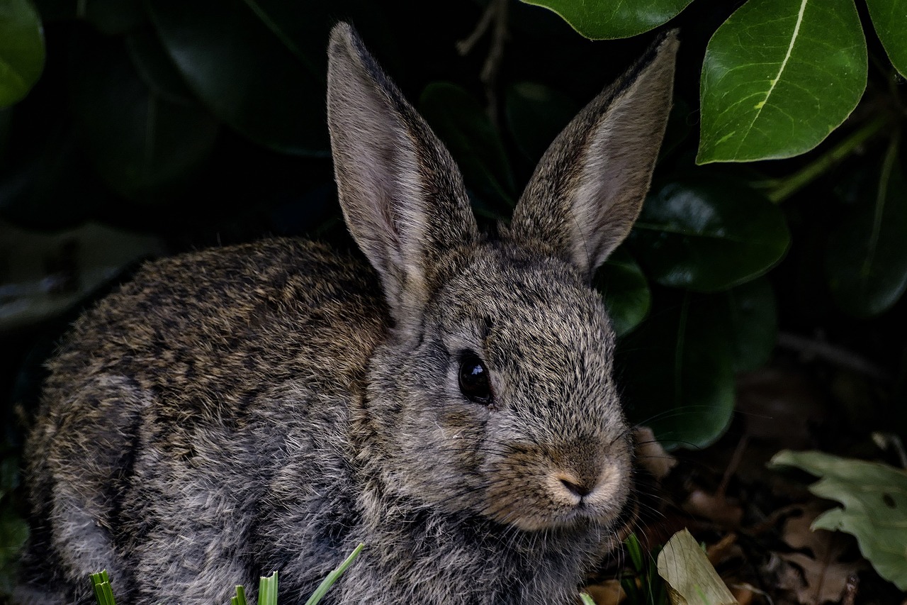 rabbit  bunny  hare free photo