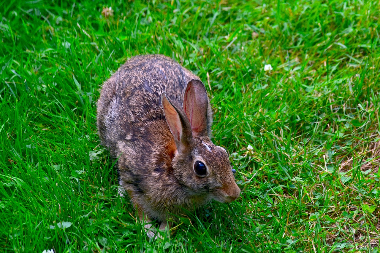 rabbit  bunny  animal free photo