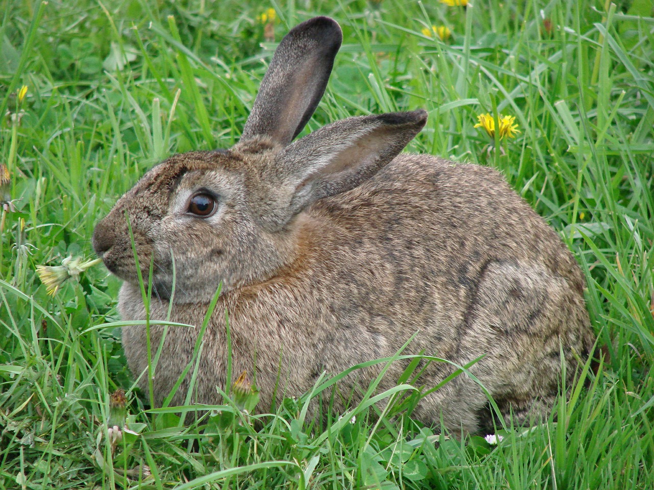 rabbit hare animals free photo