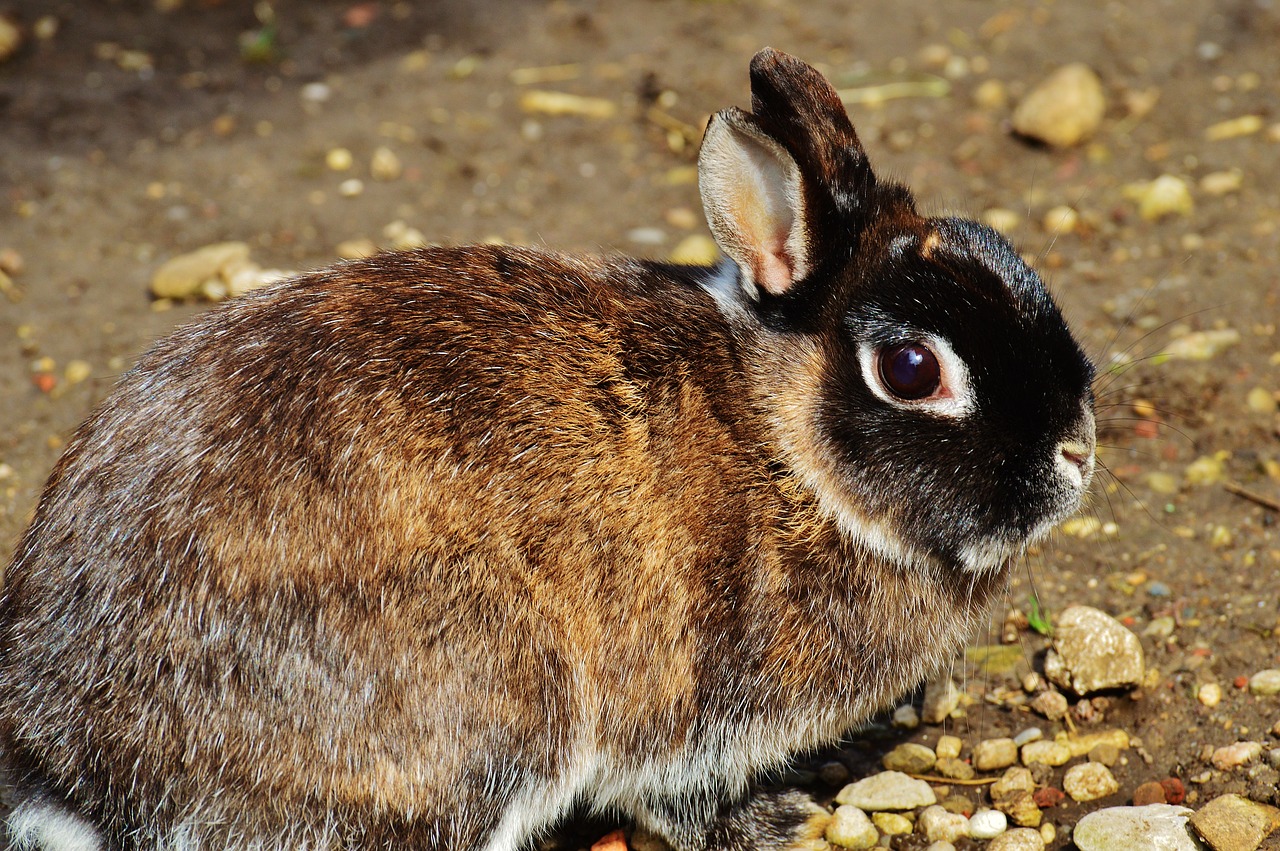 rabbit  nager  cute free photo