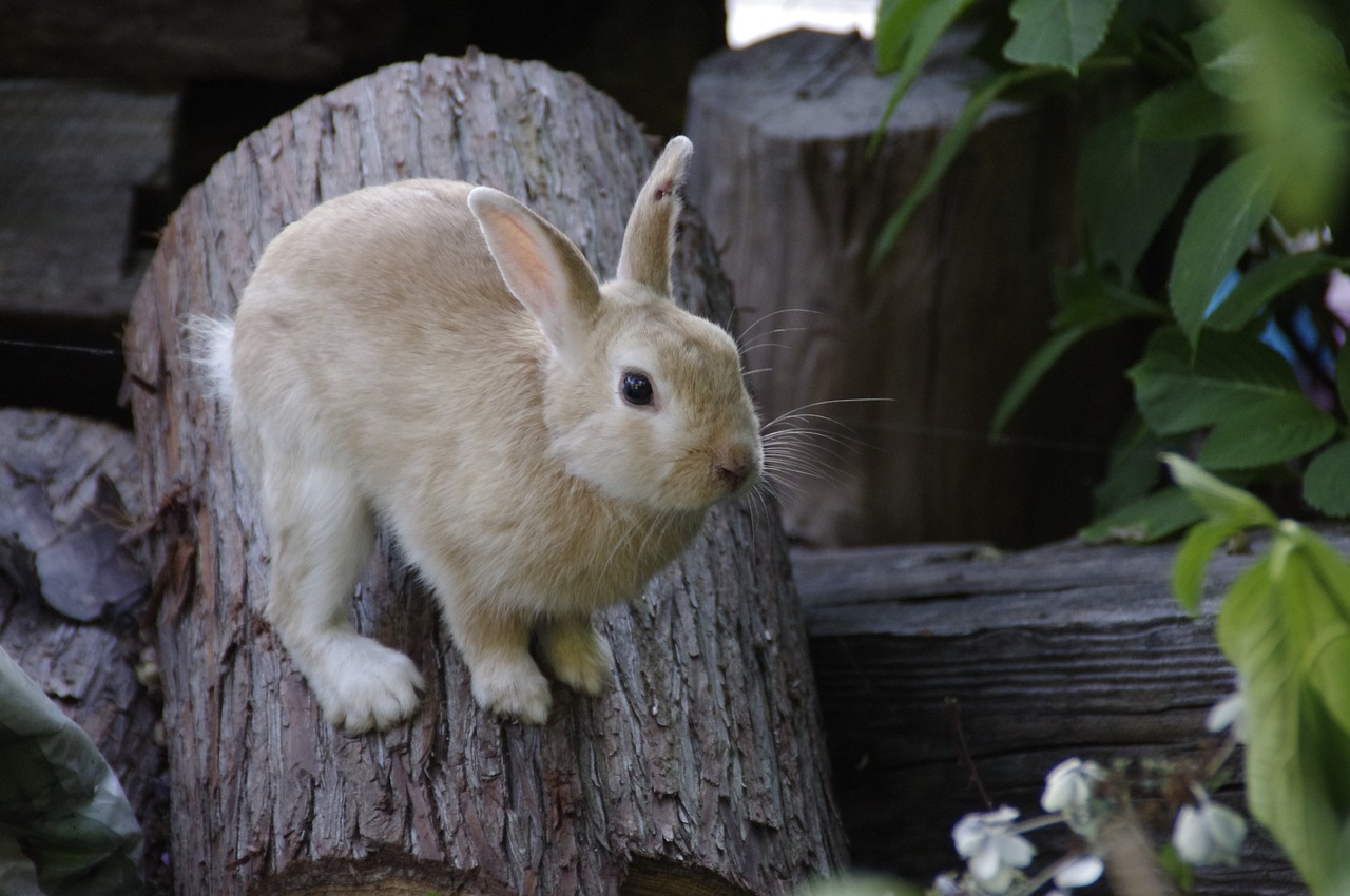 rabbit  bunny  animal free photo