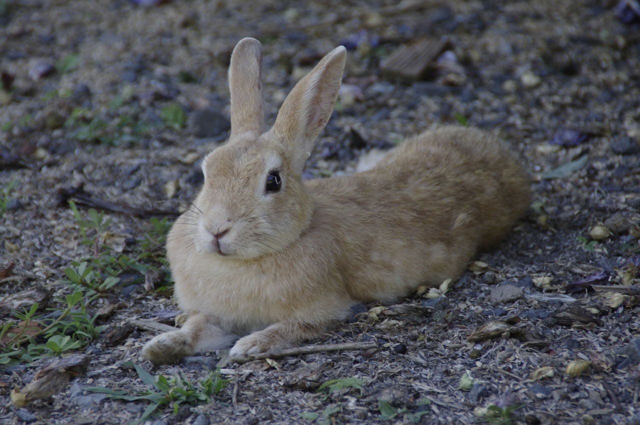 rabbit  bunny  animal free photo