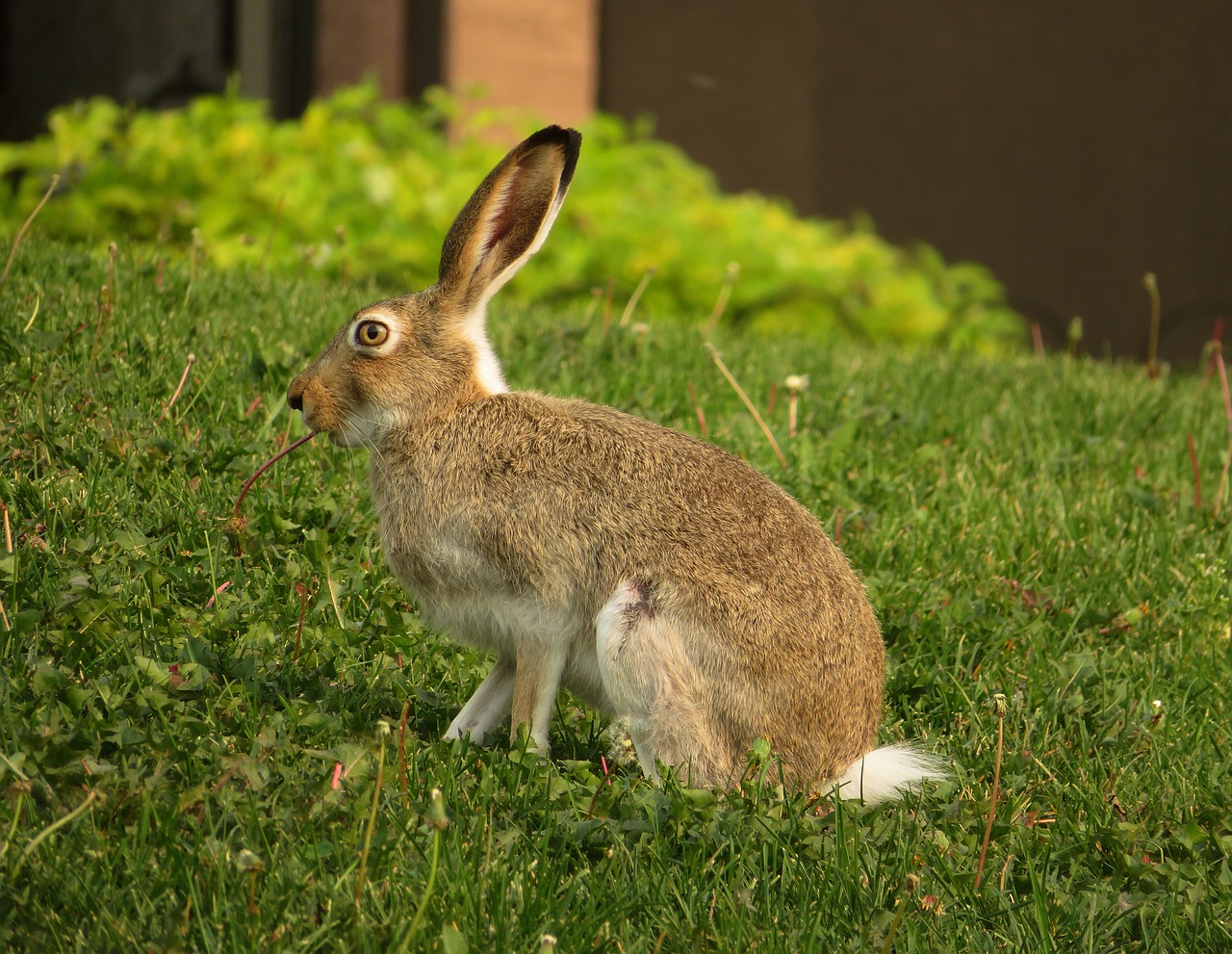 Hare's. Заяц. Заяц и кролик. Заяц травоядный. Дикий кролик и заяц.