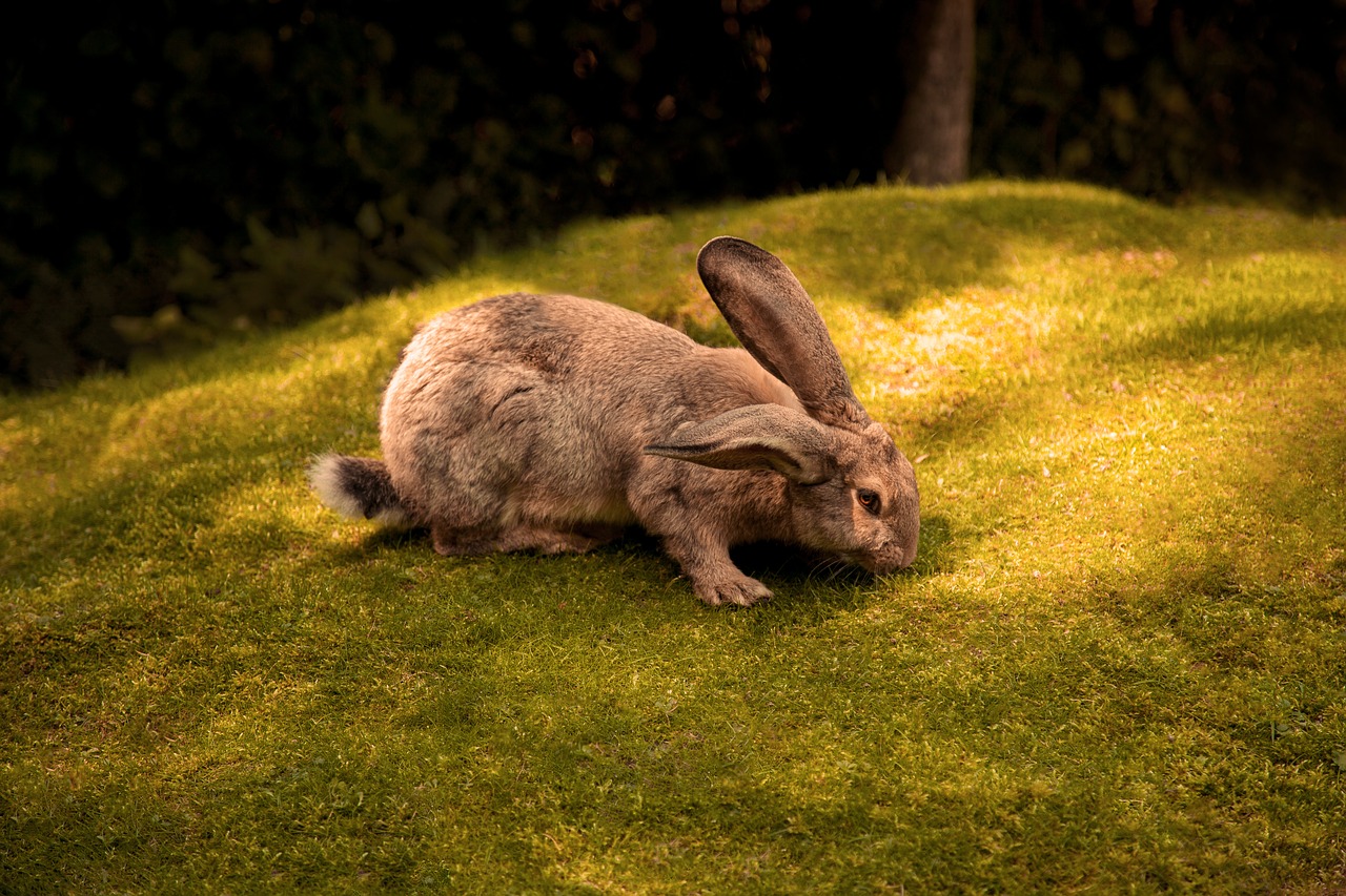 rabbit  rodent  grass free photo