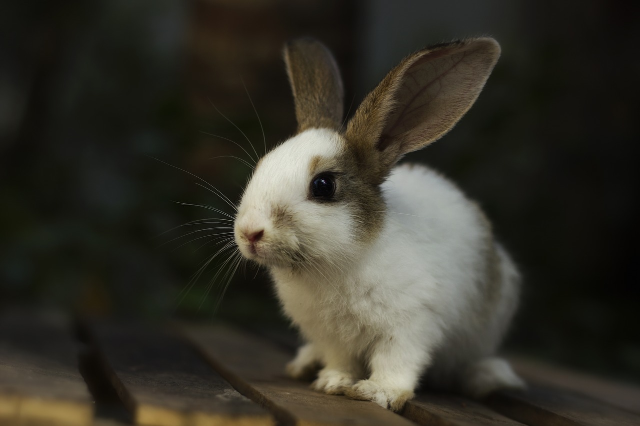 rabbit  bunny  animal free photo