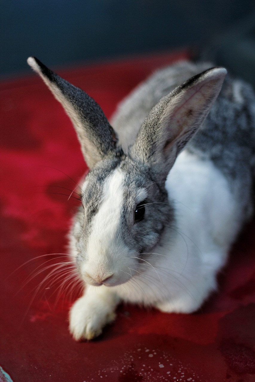 rabbit  bunny  animal free photo