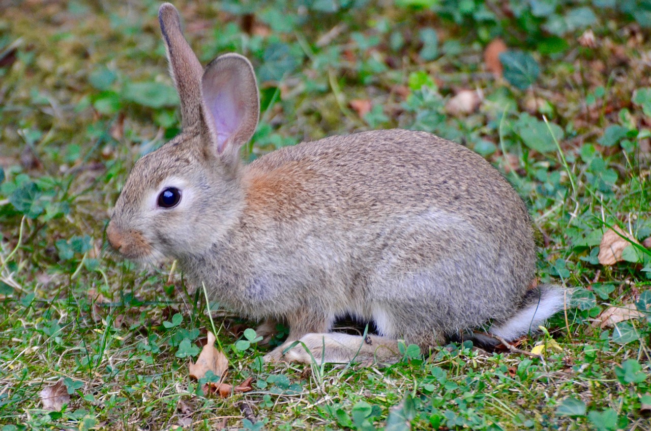 rabbit  animal  nature free photo