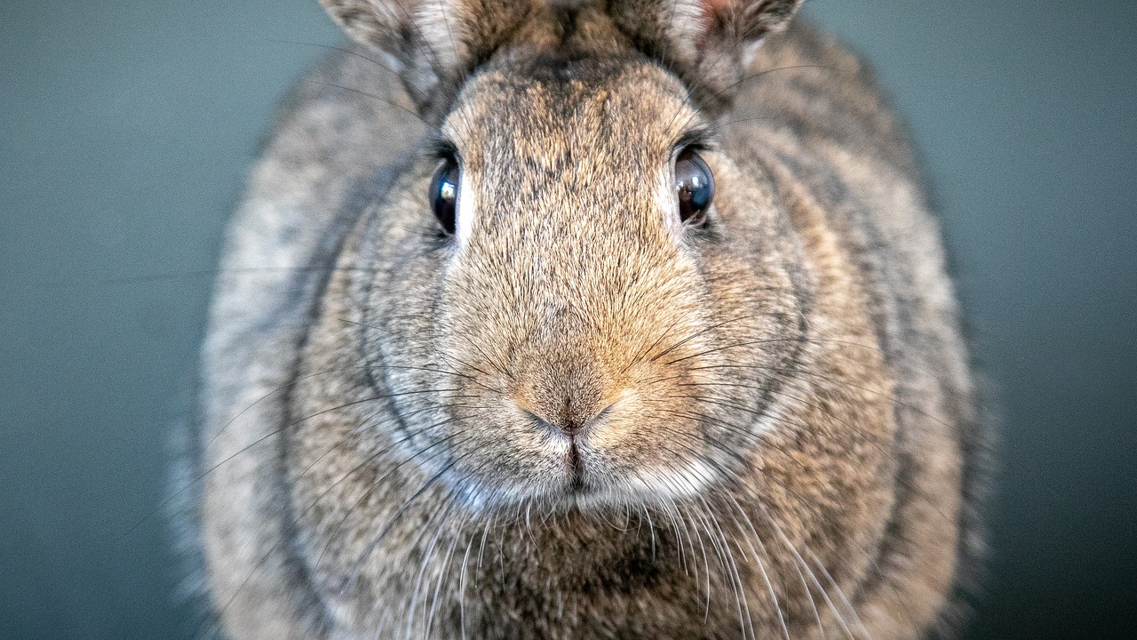 rabbit  animal  nature free photo