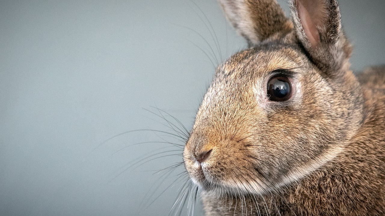 rabbit  animal  nature free photo