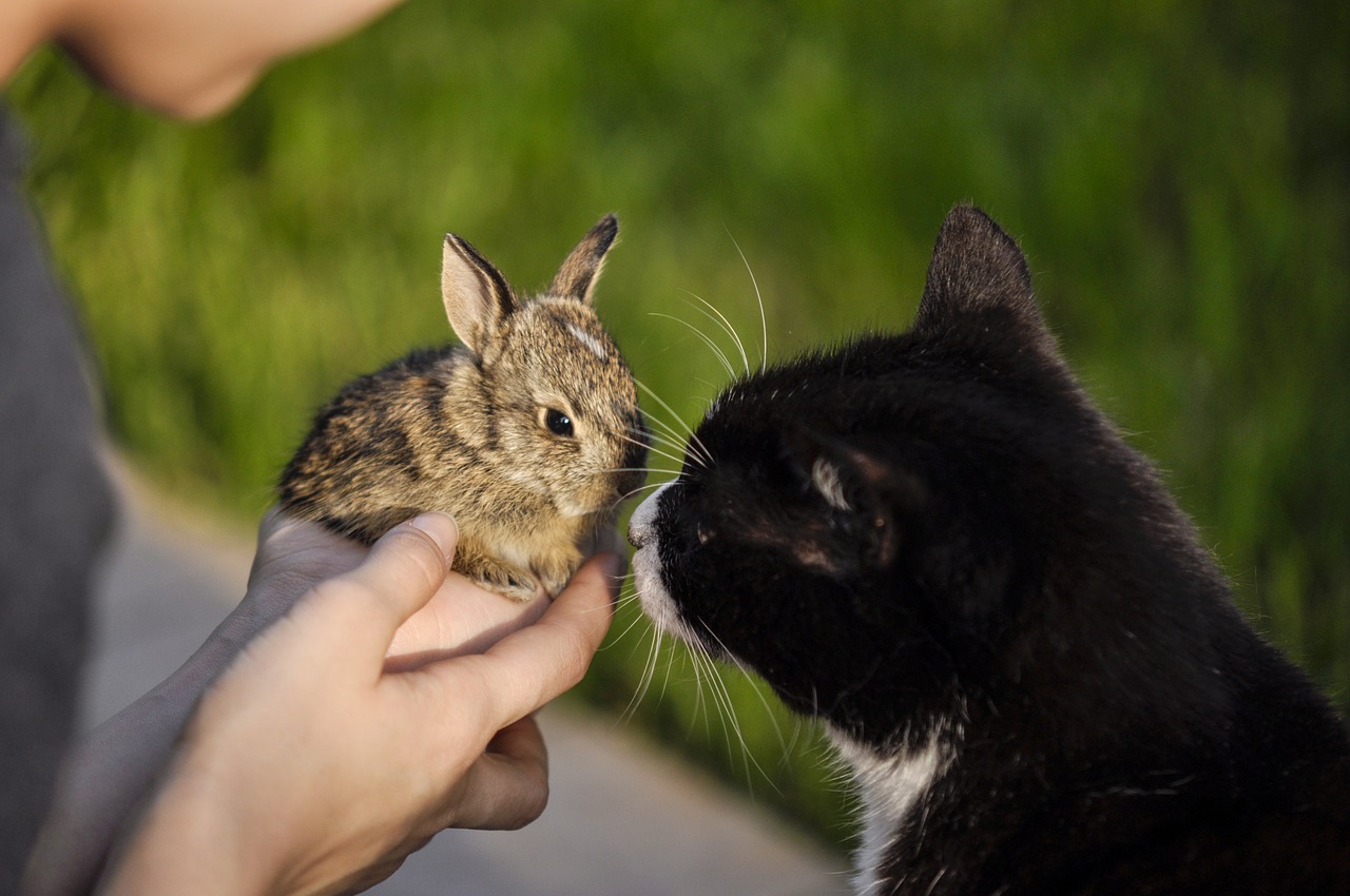 rabbit  cat  animals free photo