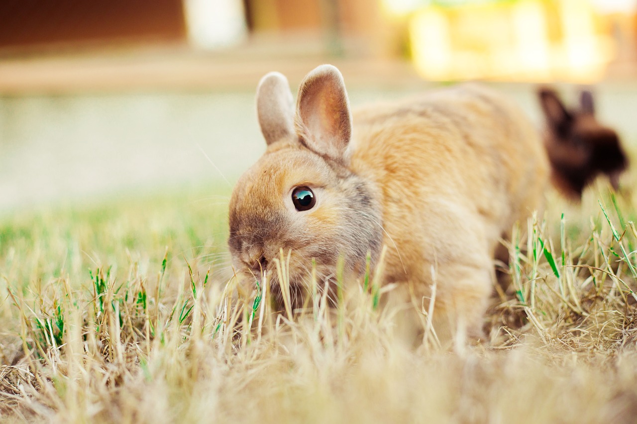 rabbit  nature  animal free photo