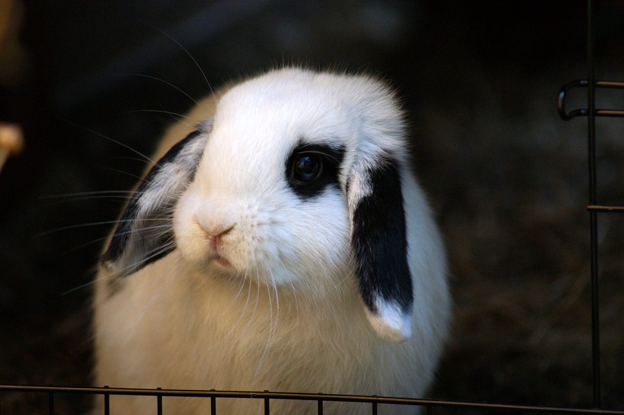 rabbit bunny cute free photo