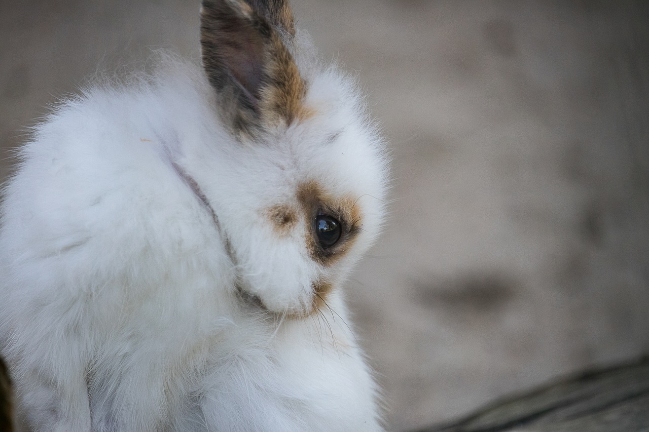 rabbit  hare  animal free photo