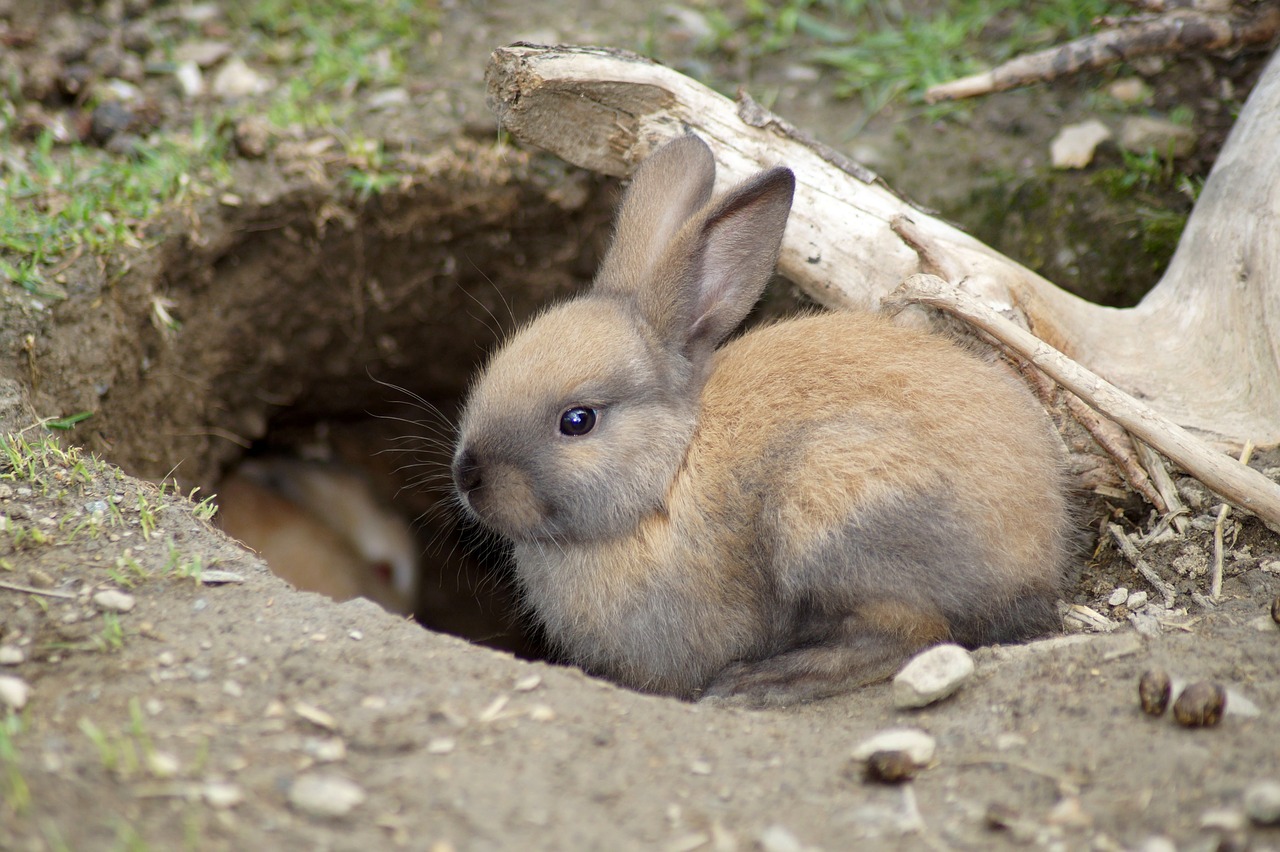 rabbit  cute  baby free photo