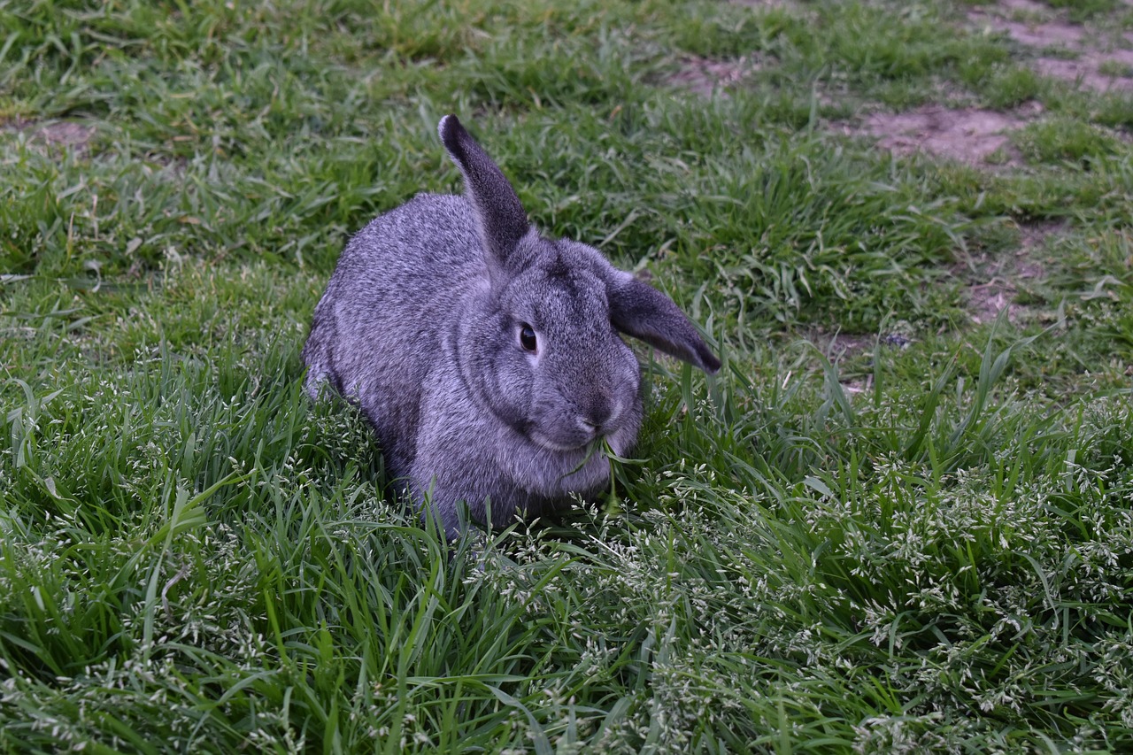 rabbit  nature  grey free photo