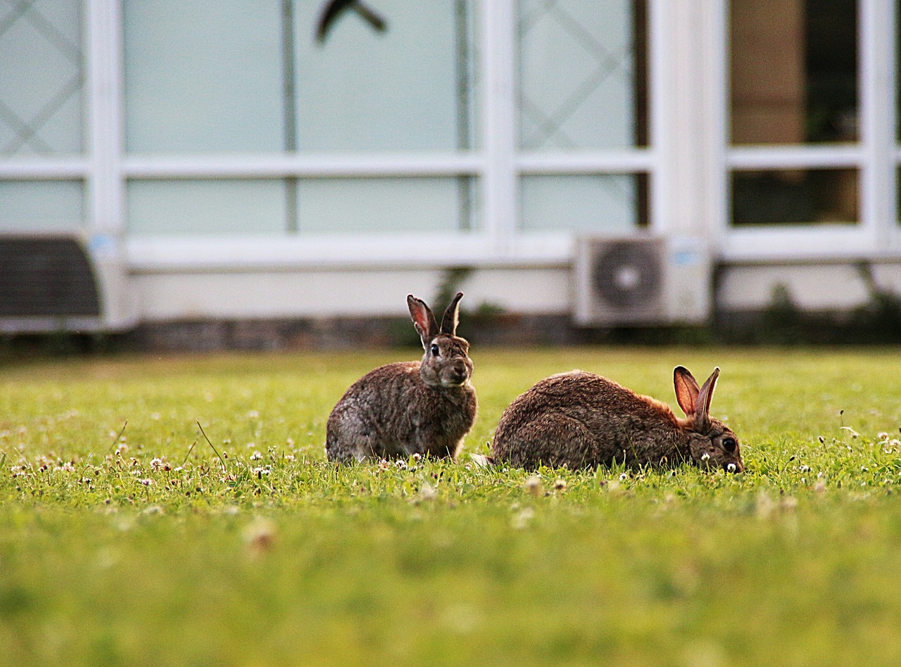 rabbit wild rabbit mammal free photo