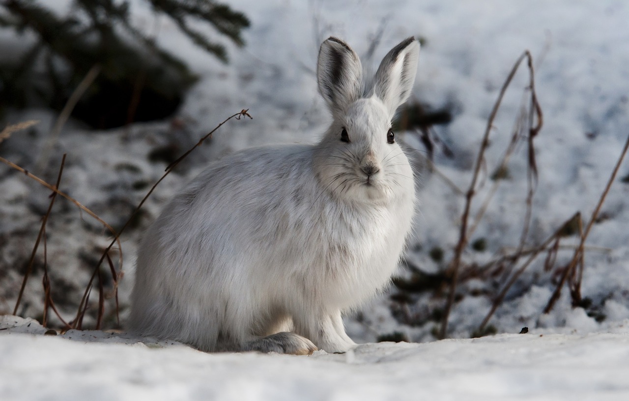 rabbit  hare  snowshoe free photo