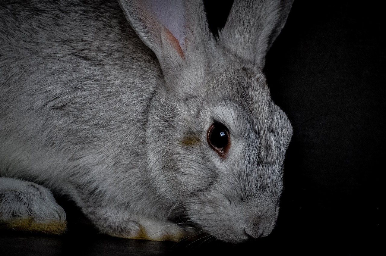 rabbit  fur  wildlife free photo