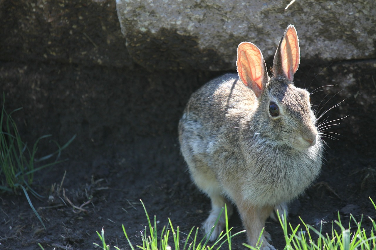 rabbit bunny hare free photo