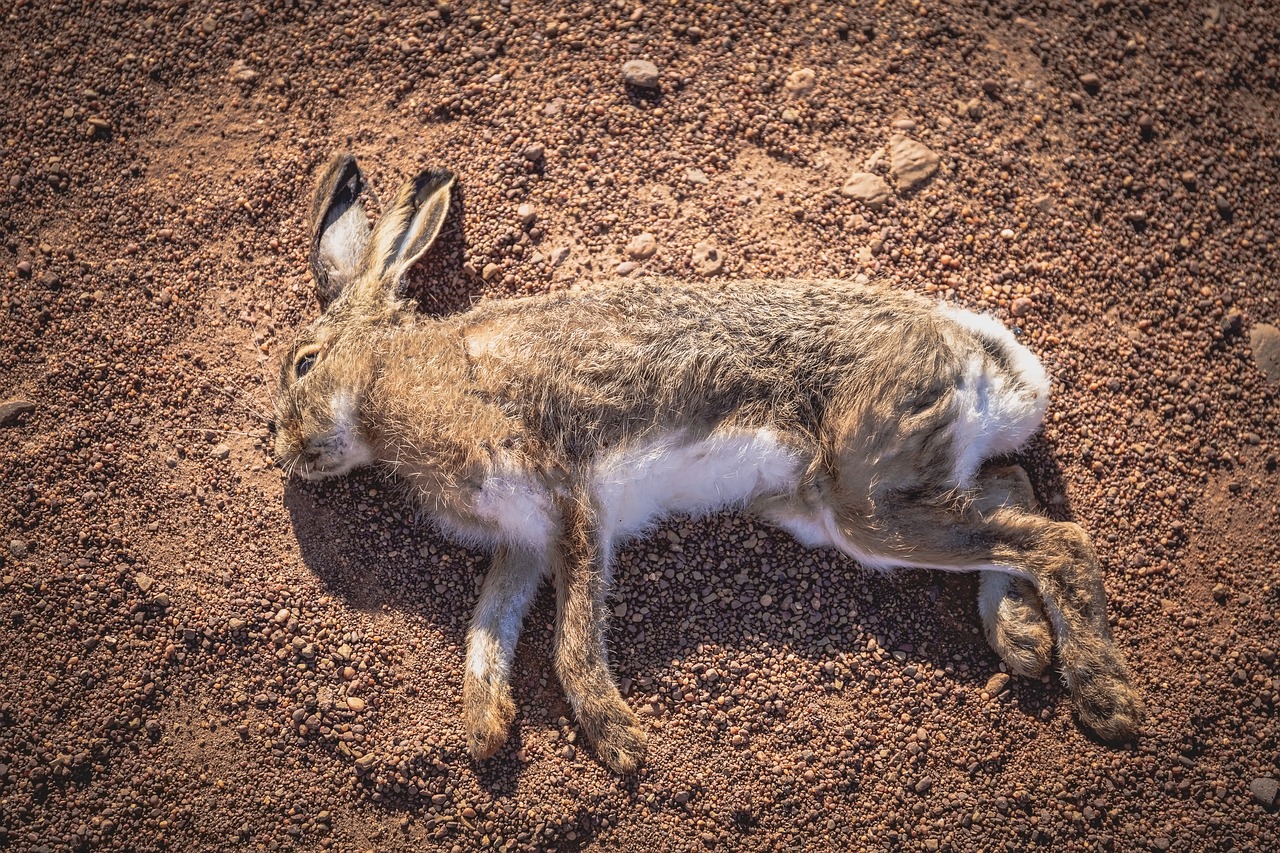 rabbit  playing dead  hare free photo