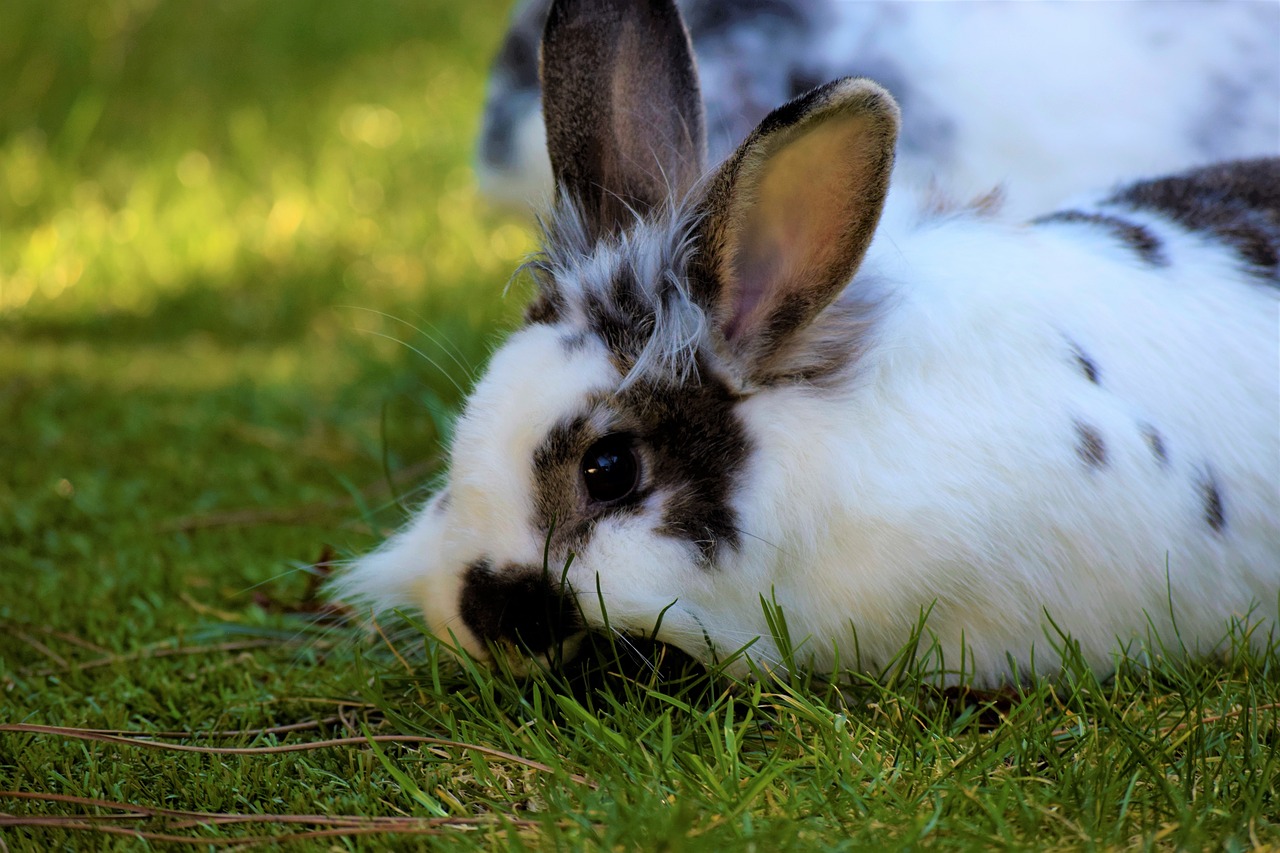 rabbit  hare  animal free photo