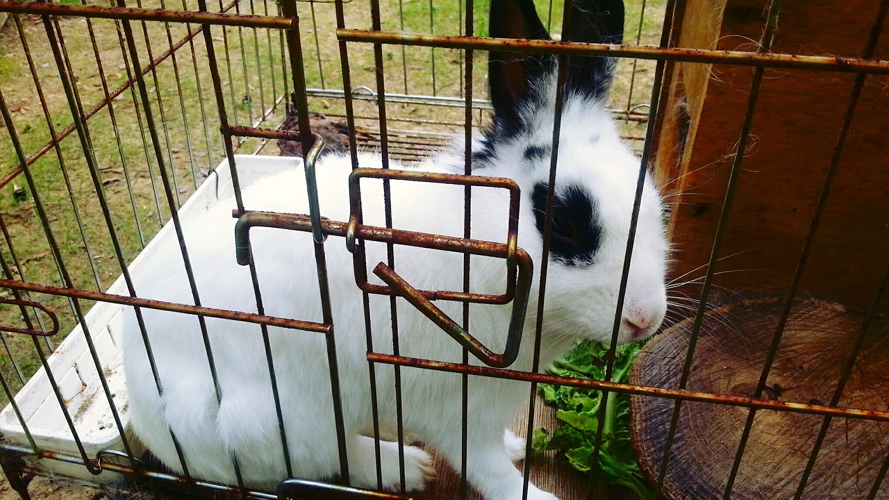 rabbit animal cage free photo