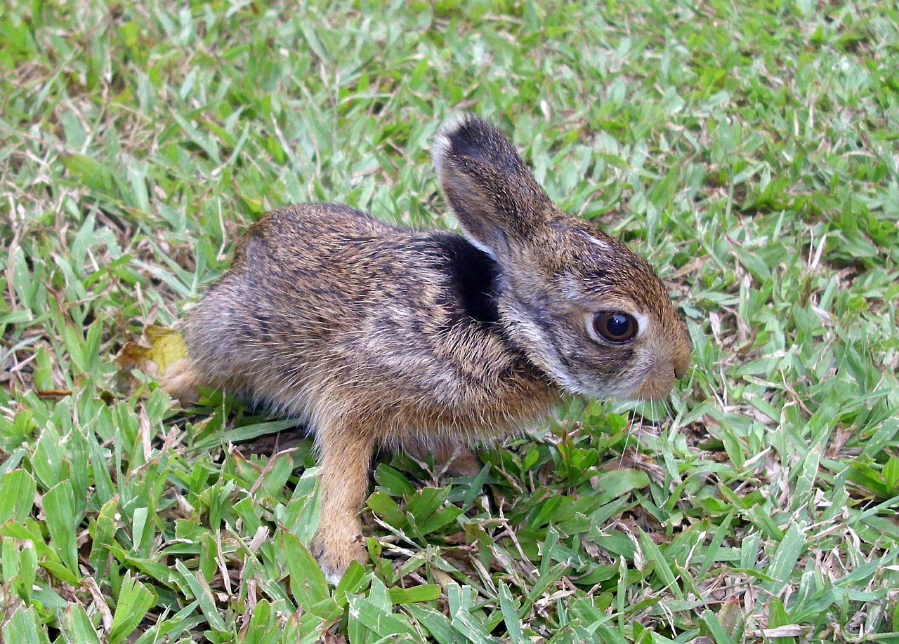 rabbit bunny easter free photo