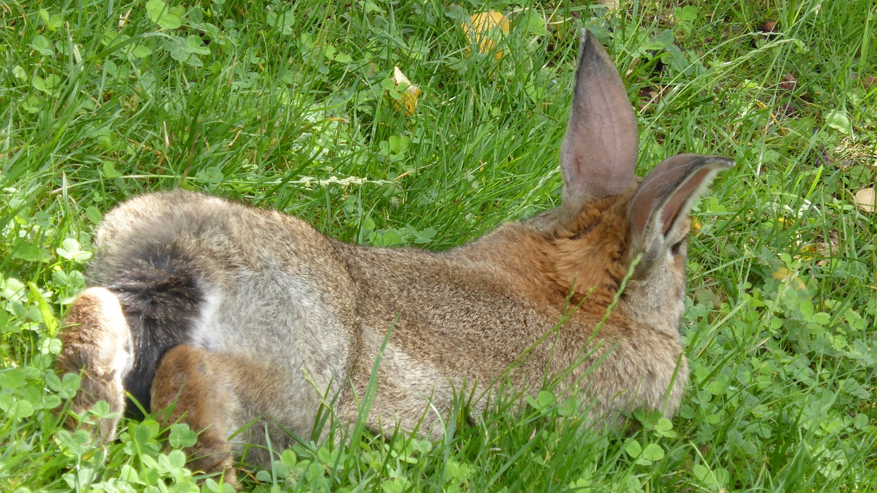 rabbit brown lying free photo