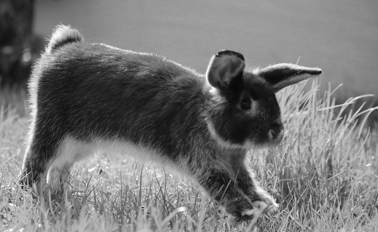 rabbit  bunny  nature free photo