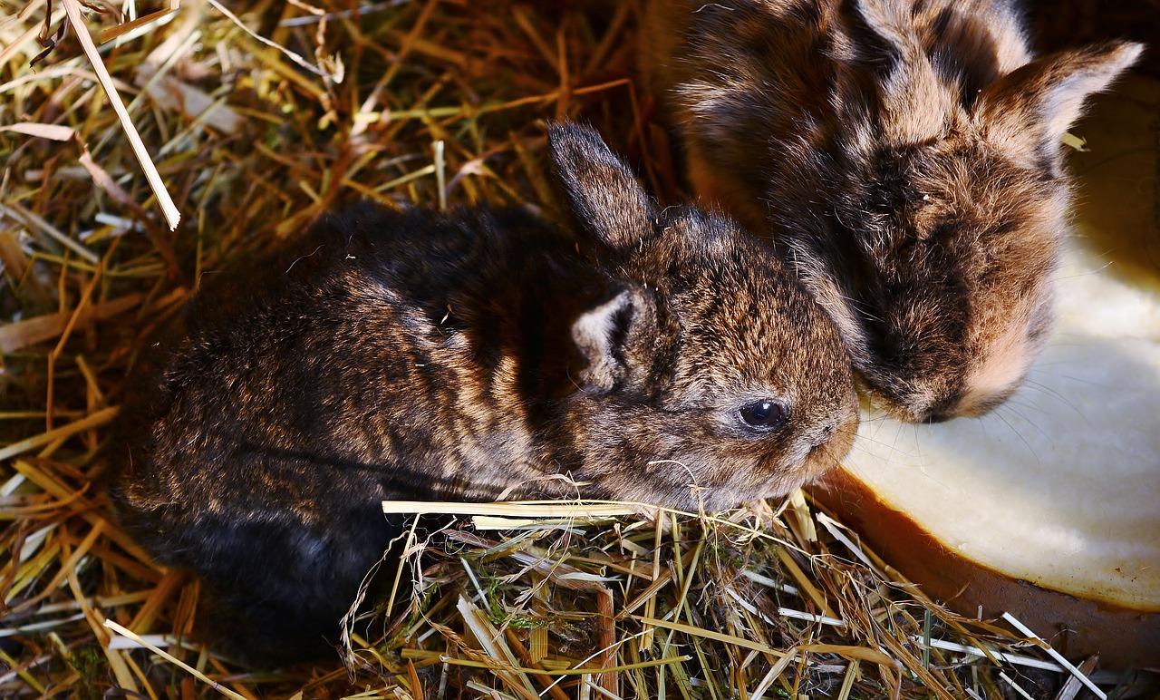 rabbit  boy  mammal free photo