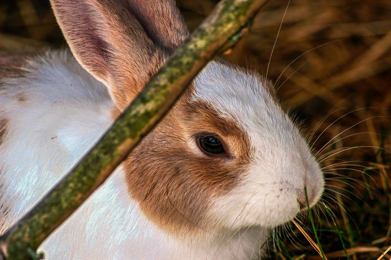 rabbit  hare  close up free photo