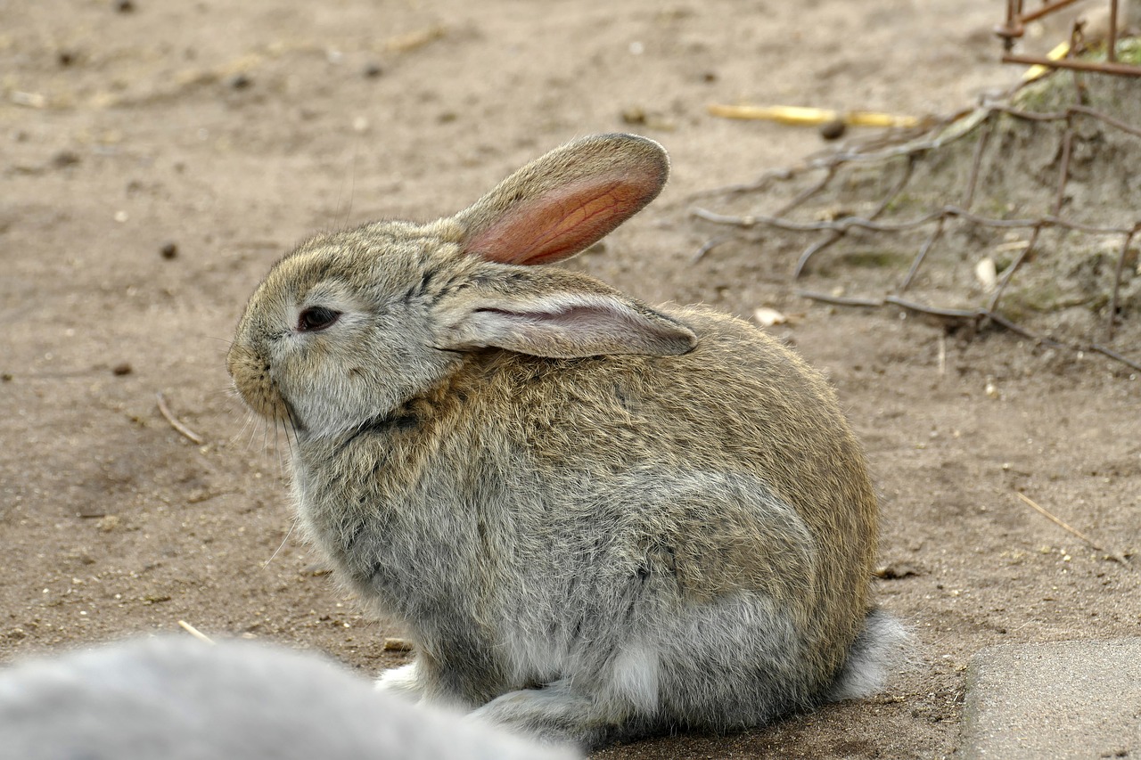 rabbit  mammal  wild free photo