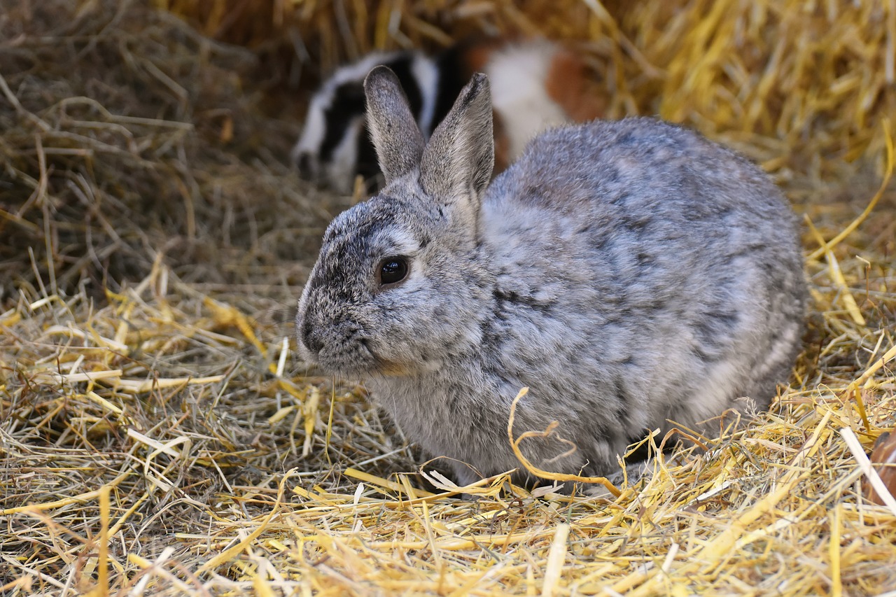 rabbit  bunny  hare free photo