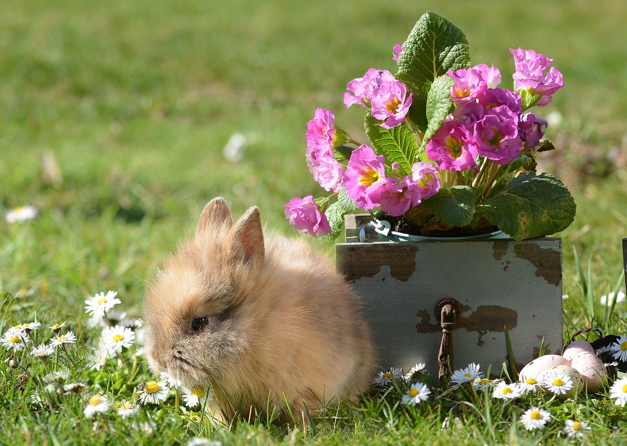 rabbit  easter  hare free photo