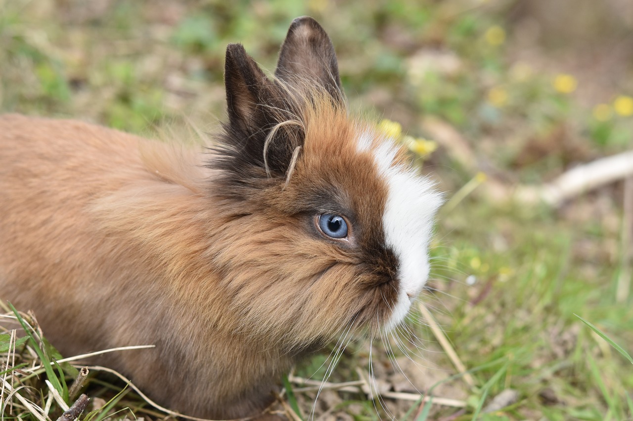 rabbit  dwarf rabbit  herbivore free photo