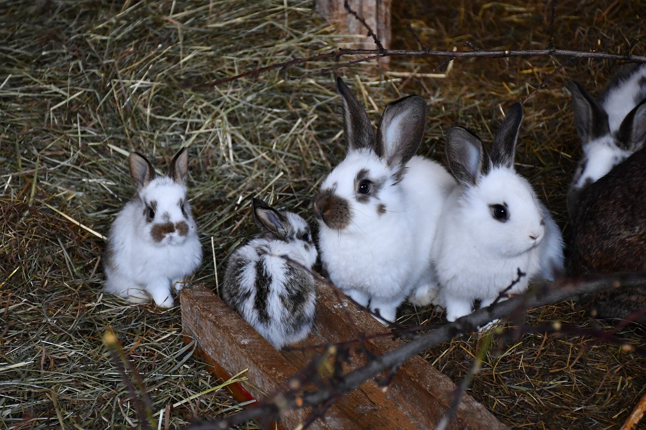 rabbit  cute  easter free photo