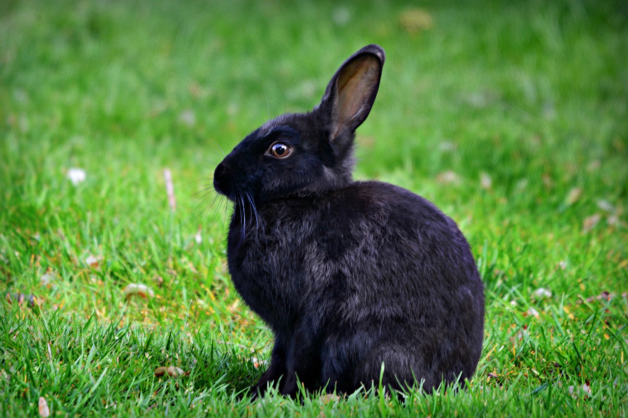 rabbit  rodent  animal free photo