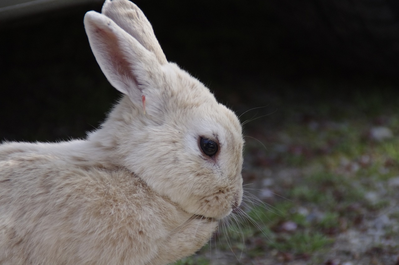 rabbit  hare  natural free photo
