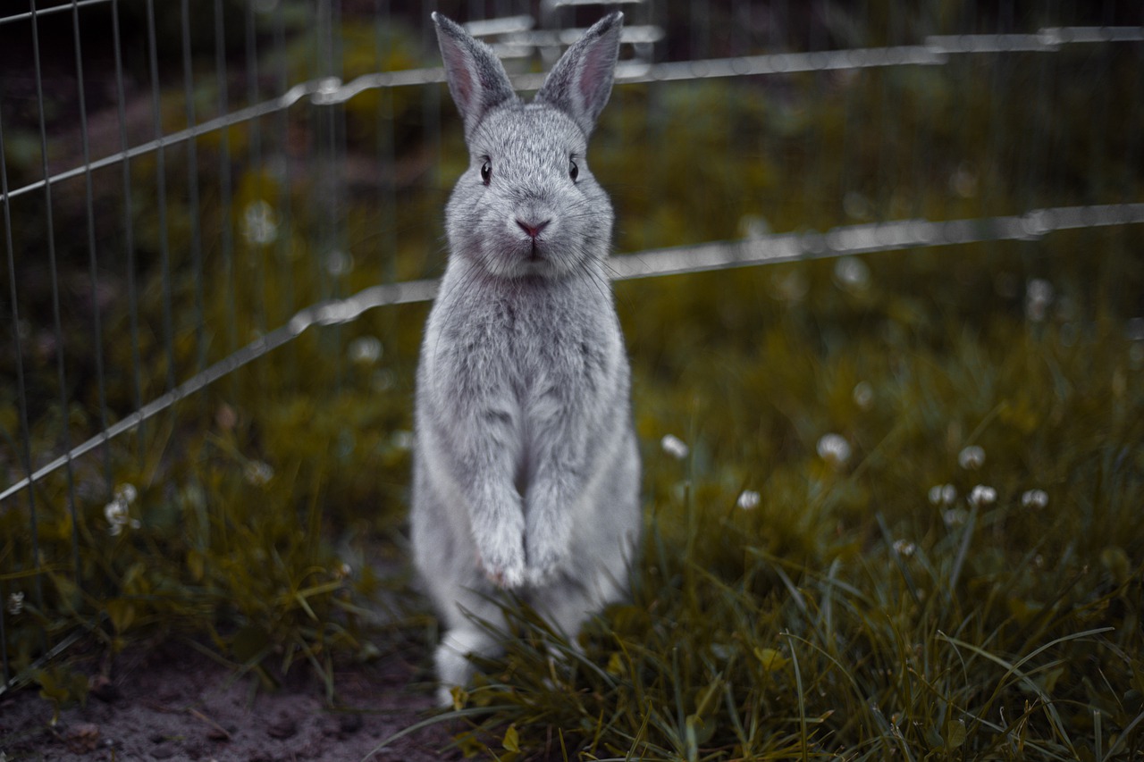 rabbit  rodents  mammal free photo