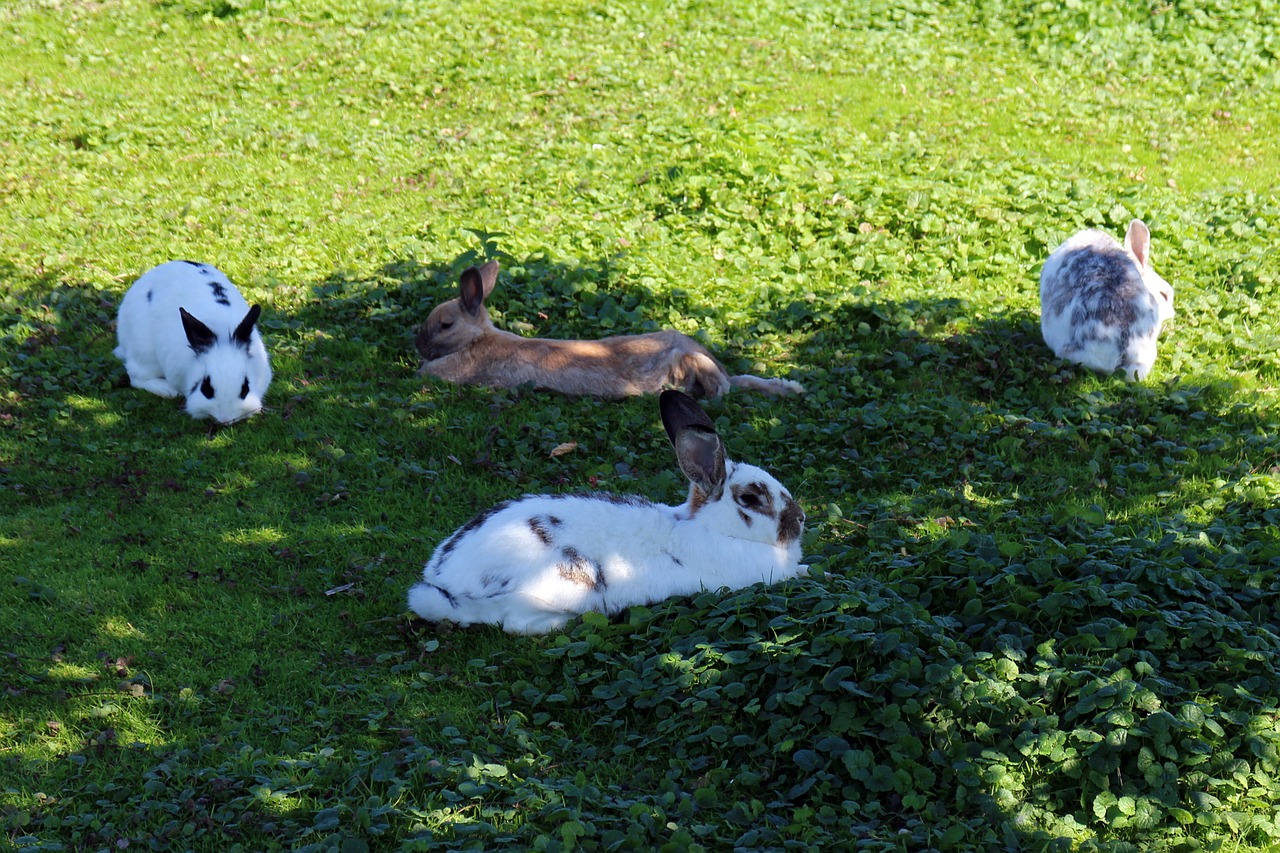 rabbit group meadow free photo